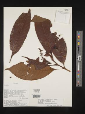 Psychotria stenostachya image