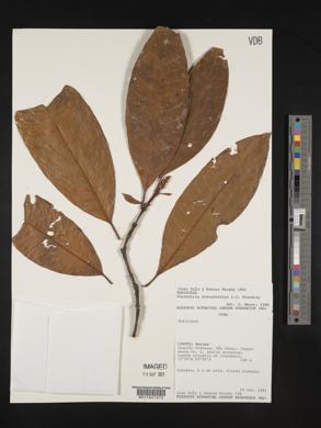 Psychotria stenostachya image