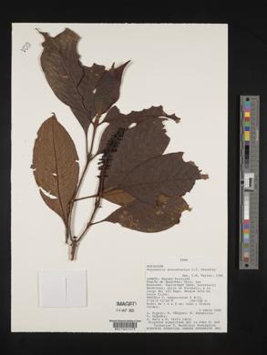 Psychotria stenostachya image