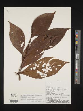 Psychotria stenostachya image