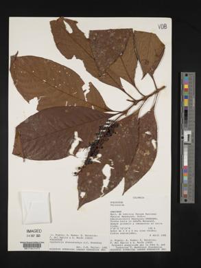 Psychotria stenostachya image