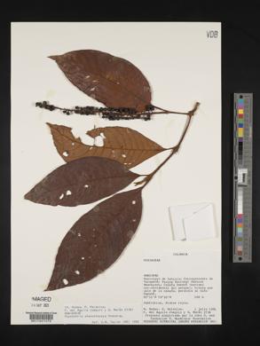 Psychotria stenostachya image