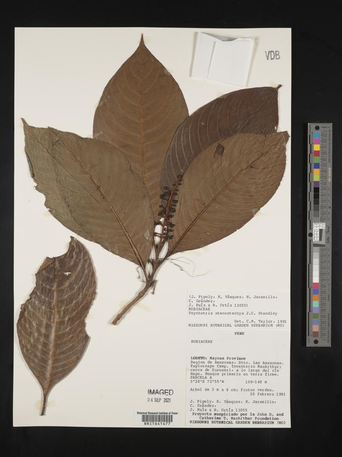 Psychotria stenostachya image