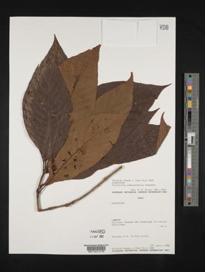Psychotria stenostachya image