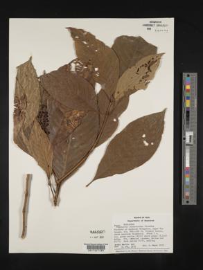 Psychotria stenostachya image