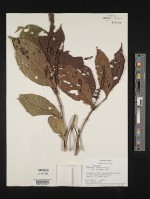 Psychotria stenostachya image