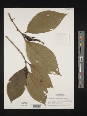 Psychotria stenostachya image
