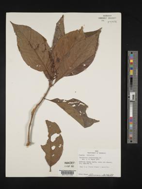 Psychotria stenostachya image