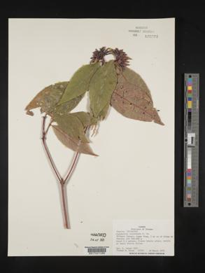 Psychotria suerrensis image