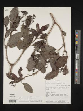 Psychotria sylvivaga image