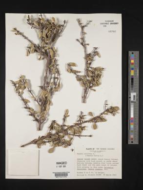 Randia aculeata image
