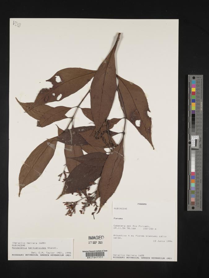 Arachnothryx bertieroides image