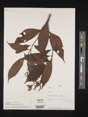 Arachnothryx bertieroides image