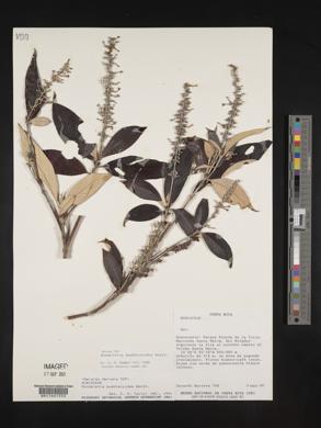Rondeletia buddleioides image