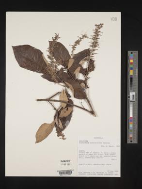 Rondeletia buddleioides image