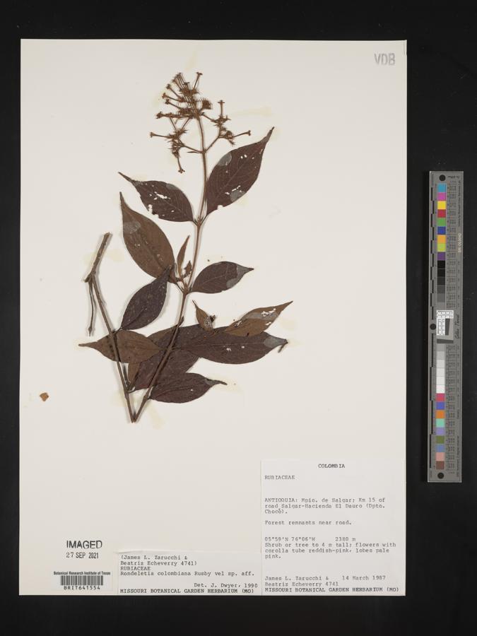 Arachnothryx colombiana image