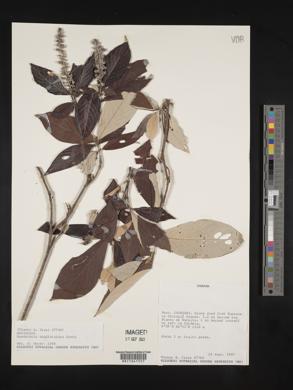 Rondeletia buddleioides image