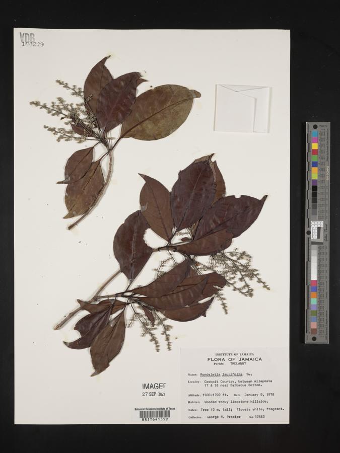 Rondeletia laurifolia image