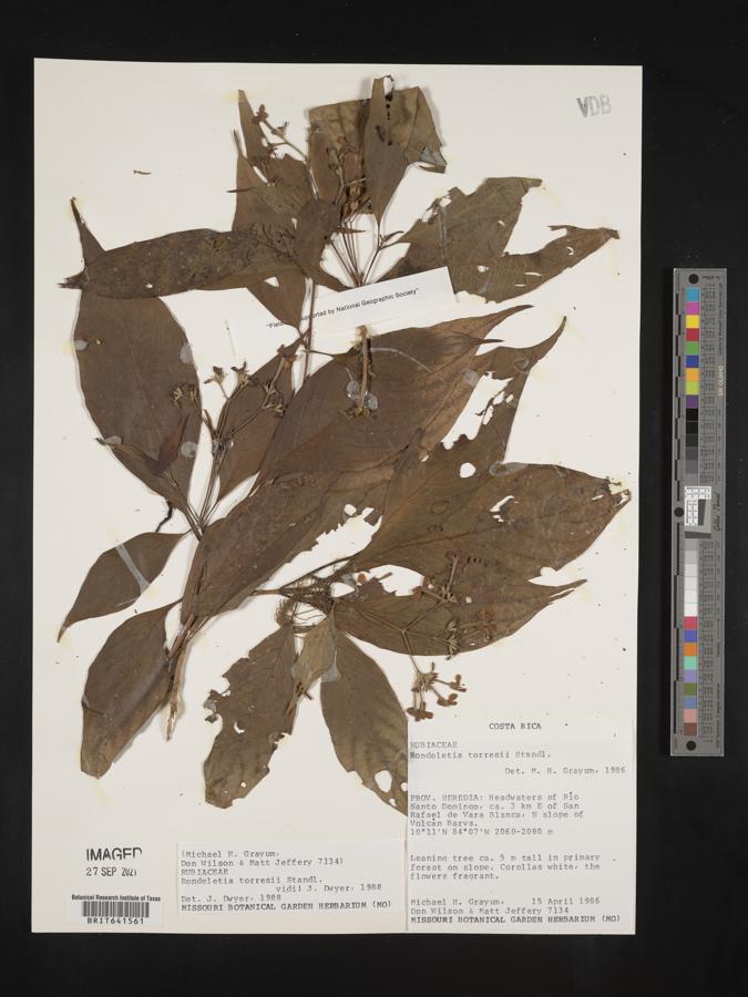 Rondeletia torresii image