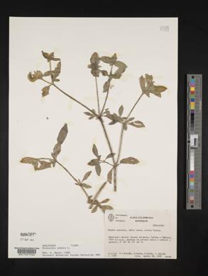 Richardia scabra image