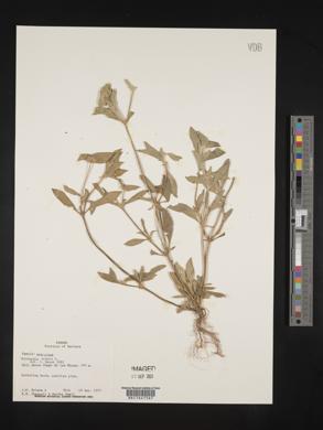 Richardia scabra image