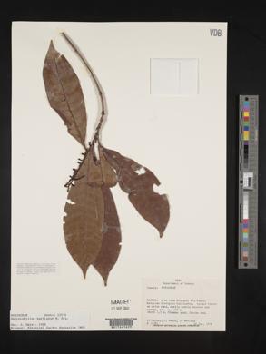Media resource of Retiniphyllum concolor