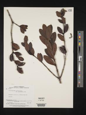 Retiniphyllum scabrum image