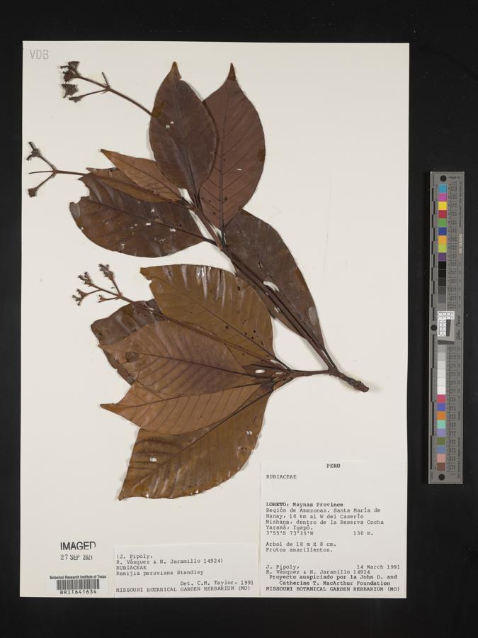 Ciliosemina pedunculata image