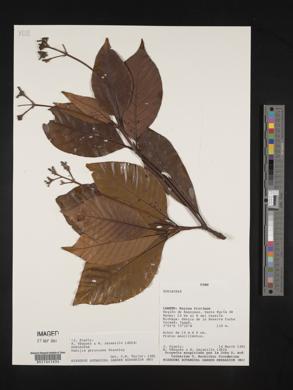 Ciliosemina pedunculata image