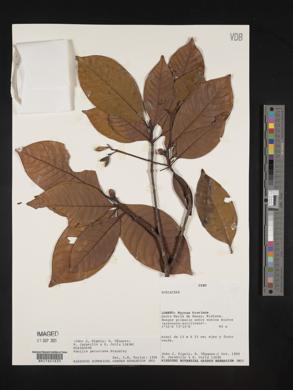 Ciliosemina pedunculata image