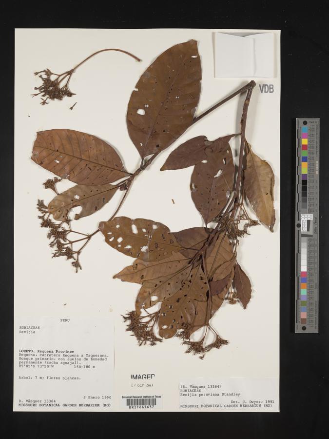 Ciliosemina pedunculata image