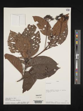Ciliosemina pedunculata image