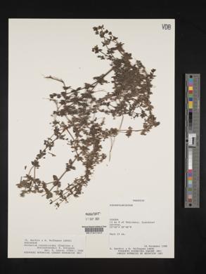 Galium noxium image