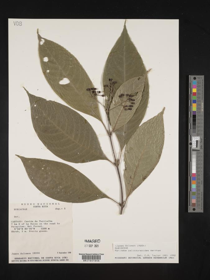 Raritebe palicoureoides image
