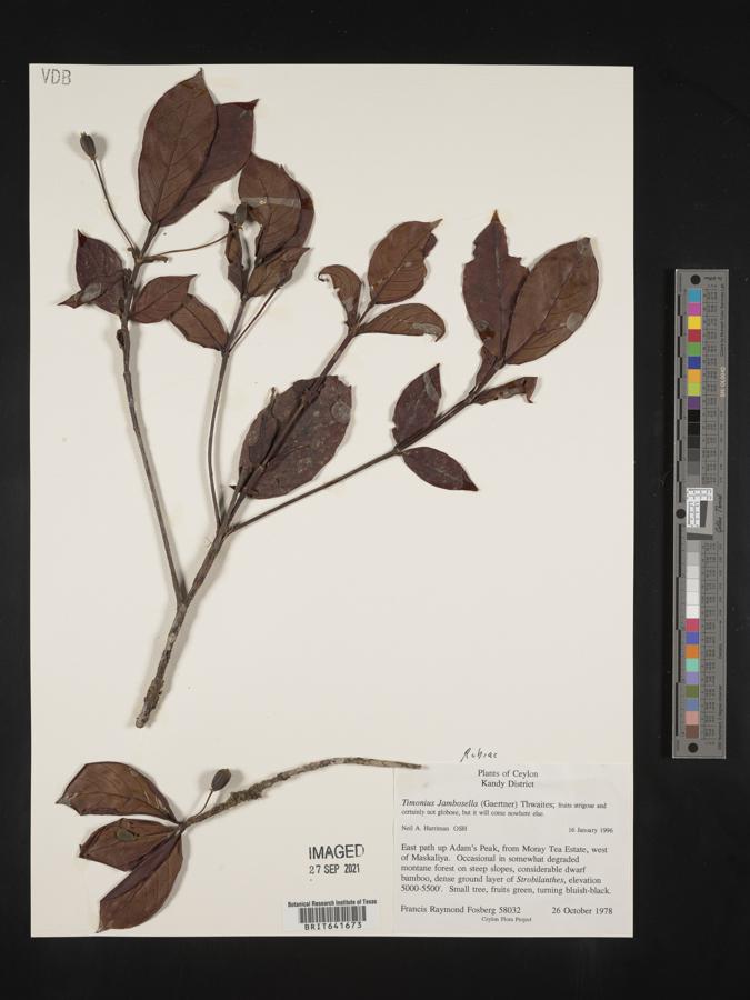 Timonius flavescens image