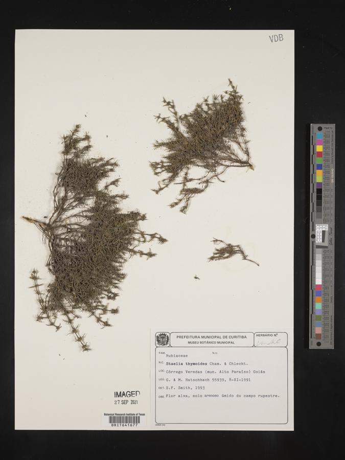 Staelia image