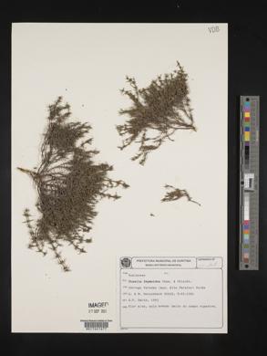 Staelia thymoides image