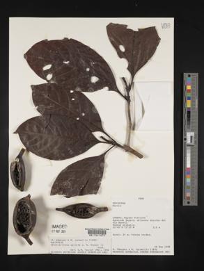Stachyarrhena spicata image