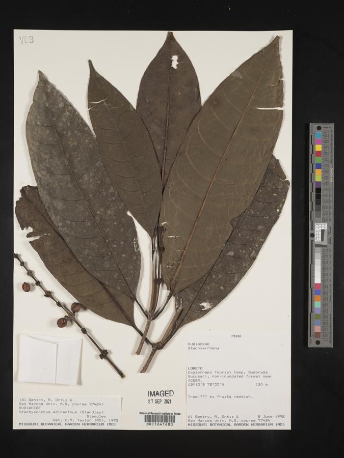 Carapichea adinantha image