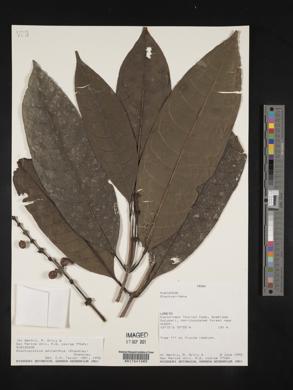 Carapichea adinantha image