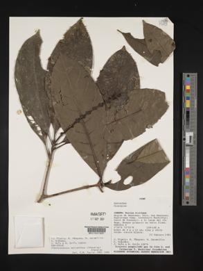 Carapichea adinantha image