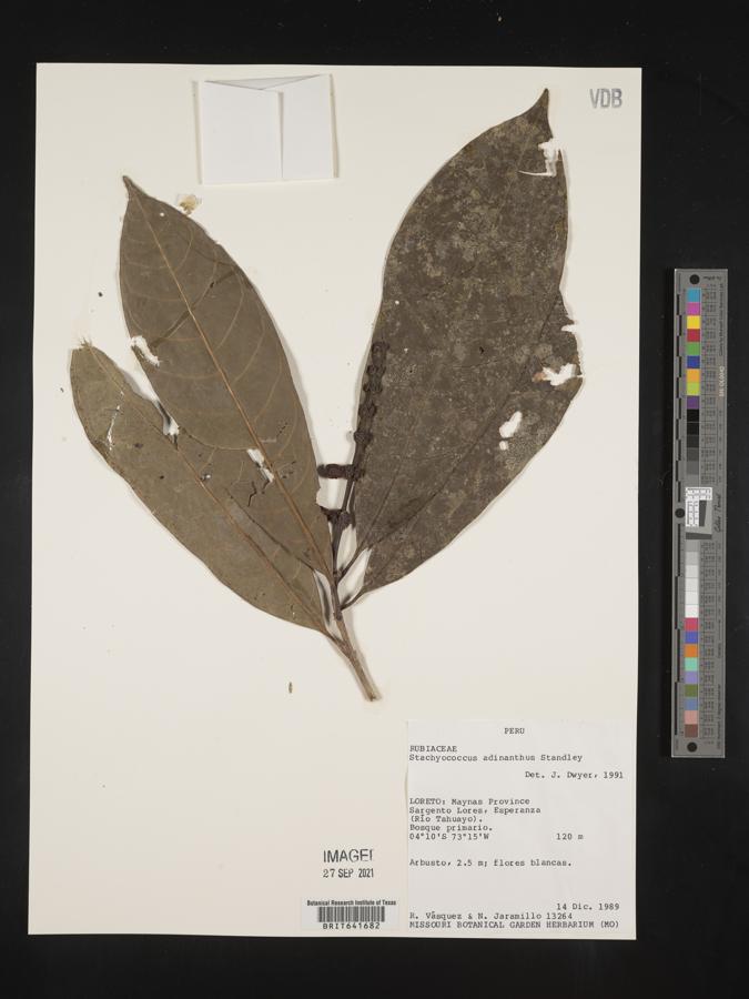 Carapichea adinantha image
