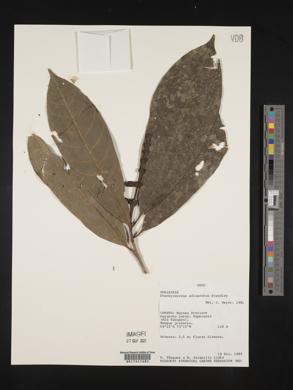 Carapichea adinantha image