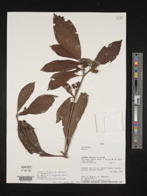 Sommera sabiceoides image