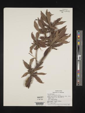 Sommera sabiceoides image