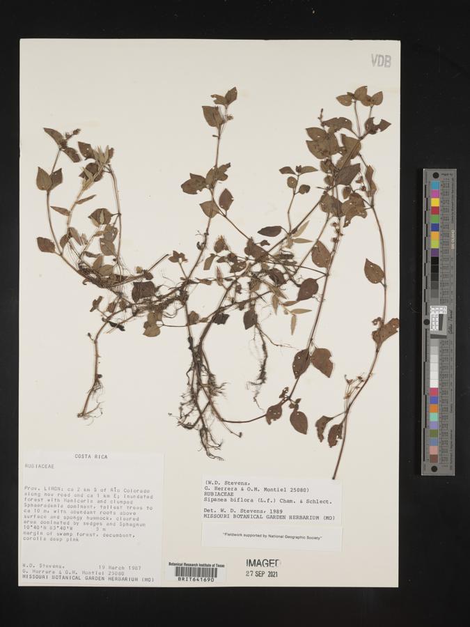 Sipanea biflora image