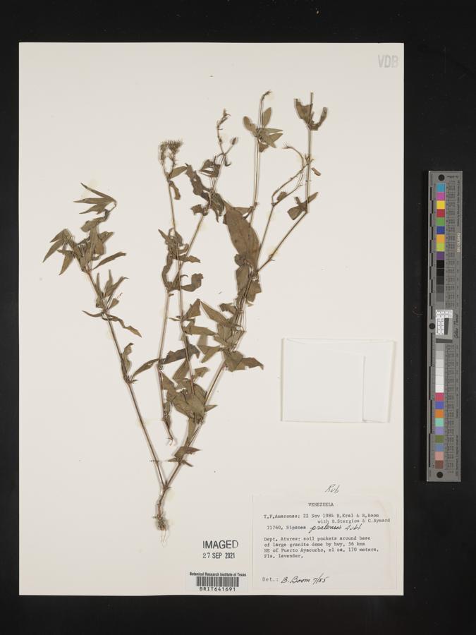 Sipanea pratensis image