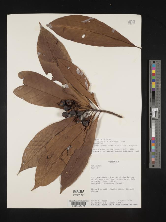 Simira podocarpa image