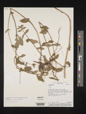 Spermacoce latifolia image