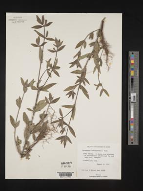 Spermacoce tetraquetra image